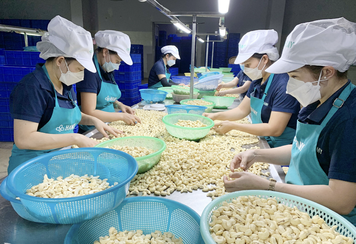Chế biến điều nhân xuất khẩu tại Công ty cổ phần Hà Mỵ (Đồng Nai).