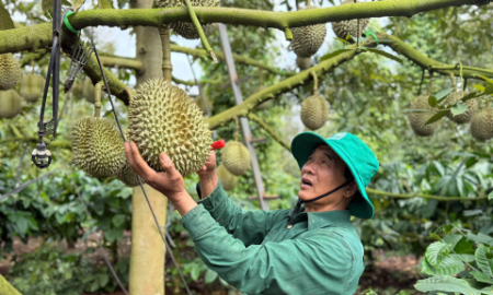 Tỉnh Đắk Lắk có khoảng 45.000 ha sầu riêng, dự kiến sản lượng năm 2026 đạt 500.000 tấn.