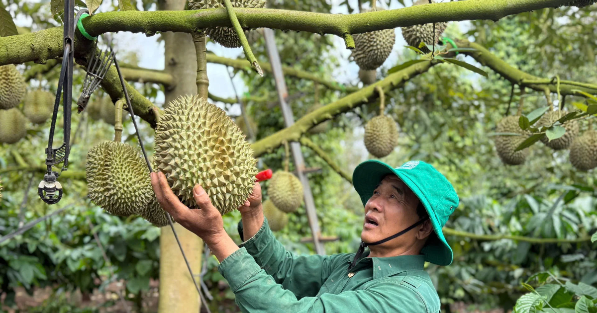 Sầu riêng xuất khẩu: Kết nối “sợi dây vàng” tại thị trường tiềm năng Trung Quốc