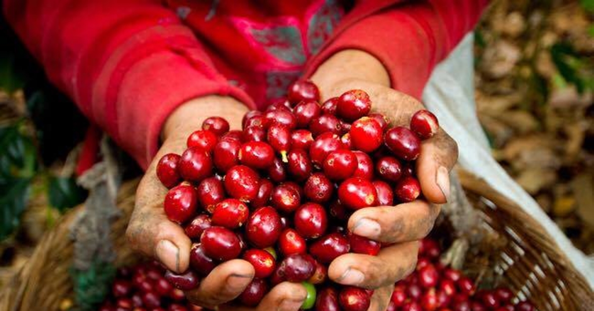 Bất chấp thế giới đỏ sàn, giá cà phê trong nước tăng vọt 1.500 đồng/kg