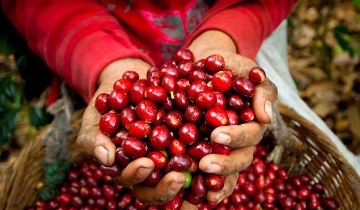 Bất chấp thế giới đỏ sàn, giá cà phê trong nước tăng vọt 1.500 đồng/kg