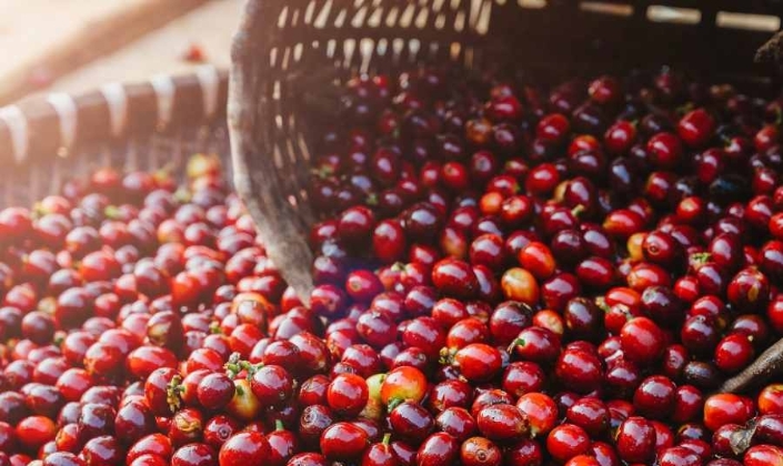 Giảm 500 đồng/kg, giá cà phê vẫn có nhiều kỳ vọng tăng