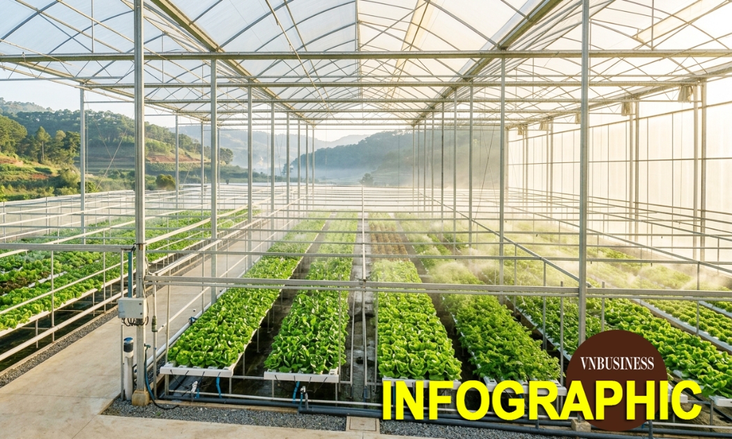 Từ luống rau ngoài trời đến gần 100 ha nhà kính của HTX Hiền Thi