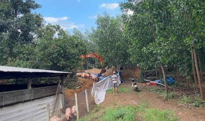 Đồng Nai tiêu hủy gần 3.000 con lợn nhiễm chất Salbutamol tại 5 trại chăn nuôi.