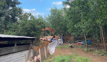 Tiêu hủy gần 3.000 con lợn nhiễm chất cấm Salbutamol