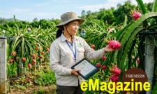 Thanh long Tầm Vu và quyết định bán sự ổn định thay vì bán sản lượng