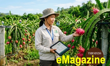 Thanh long Tầm Vu và quyết định bán sự ổn định thay vì bán sản lượng