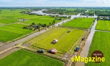 Một hợp tác xã và 16.000 ha trong Đề án một triệu ha lúa chất lượng cao