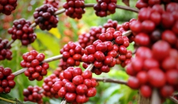 Cà phê giảm 500 đồng/kg, lùi về dải 96.500 – 97.200 đồng/kg