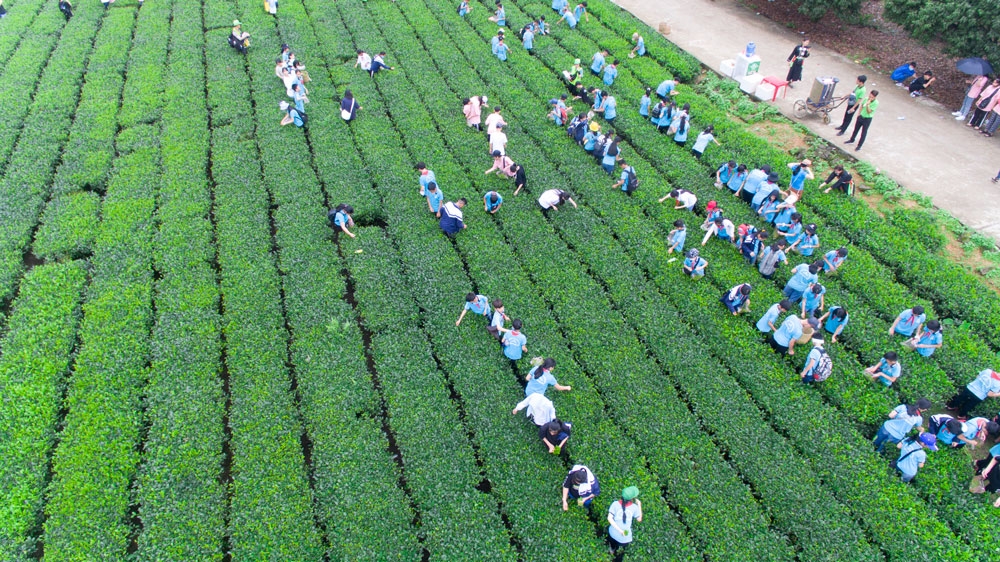 HTX Thân Trường phát triển thương hiệu gắn với du lịch nông nghiệp.