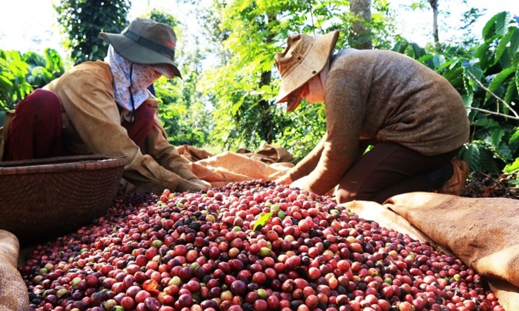 Nhu cầu toàn cầu gia tăng tiếp tục củng cố vai trò của Việt Nam trong chuỗi cung ứng robusta.