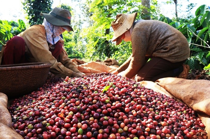 Nhu cầu toàn cầu gia tăng tiếp tục củng cố vai trò của Việt Nam trong chuỗi cung ứng robusta.