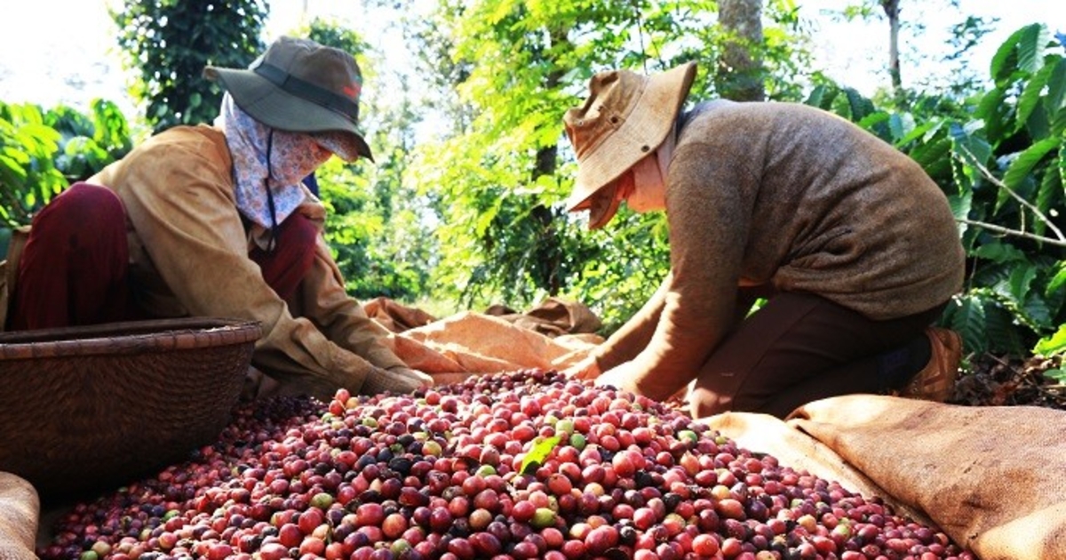 Cà phê Robusta Việt Nam: Vai trò trong chuỗi cung ứng toàn cầu