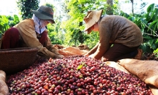 Nhu cầu toàn cầu gia tăng tiếp tục củng cố vai trò của Việt Nam trong chuỗi cung ứng robusta.