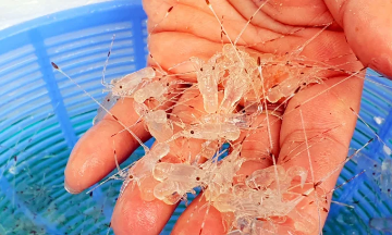 Tại tỉnh Khánh Hòa, nhu cầu nhập khẩu tôm hùm giống lên đến hàng chục triệu con mỗi năm.