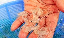 Tại tỉnh Khánh Hòa, nhu cầu nhập khẩu tôm hùm giống lên đến hàng chục triệu con mỗi năm.