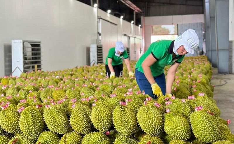 Sầu riêng tiếp tục đóng vai trò quan trọng trong tăng trưởng xuất khẩu rau quả của Việt Nam.