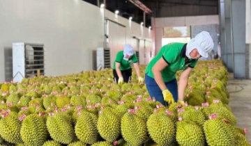 Rau quả Việt Nam bứt phá mạnh mẽ, tiến gần vị trí á quân tại thị trường Trung Quốc