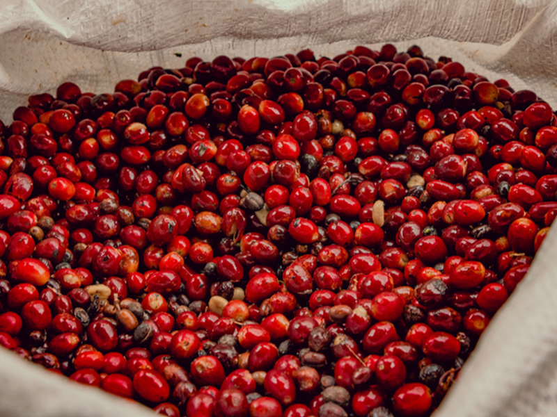 Giá cà phê giảm 700 đồng/kg ở Tây Nguyên.