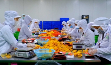 Nông sản Việt rộng cửa vào chuỗi phân phối toàn cầu