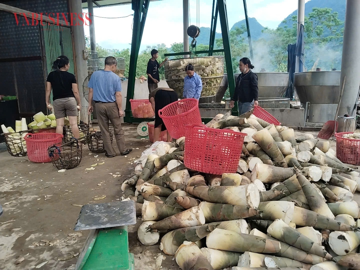 Cơ sở chế biến măng tươi của HTX Nông lâm sản Dương Phúc.