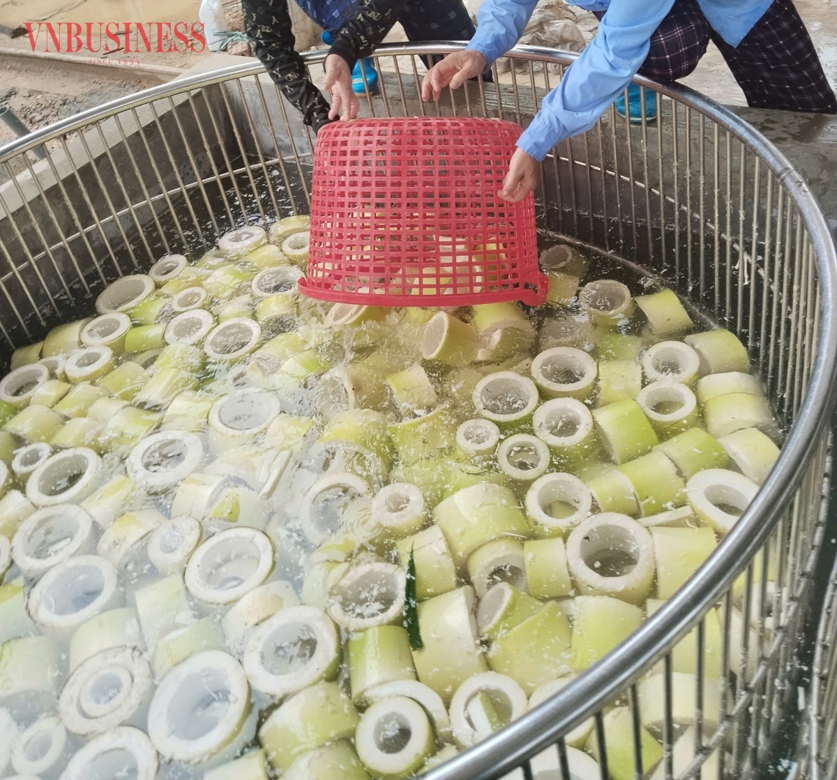 Măng mai sau khi thu hái được sơ chế, chế biến.