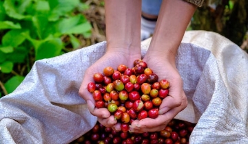 Thị trường phục hồi, giá cà phê nội địa đồng loạt tăng 1.000 đồng/kg