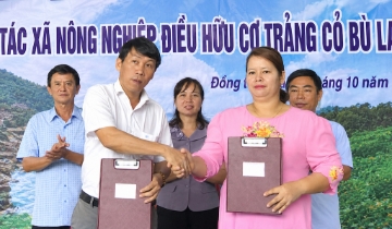 Người phụ nữ M’nông đưa hạt điều tìm đường ra thị trường
