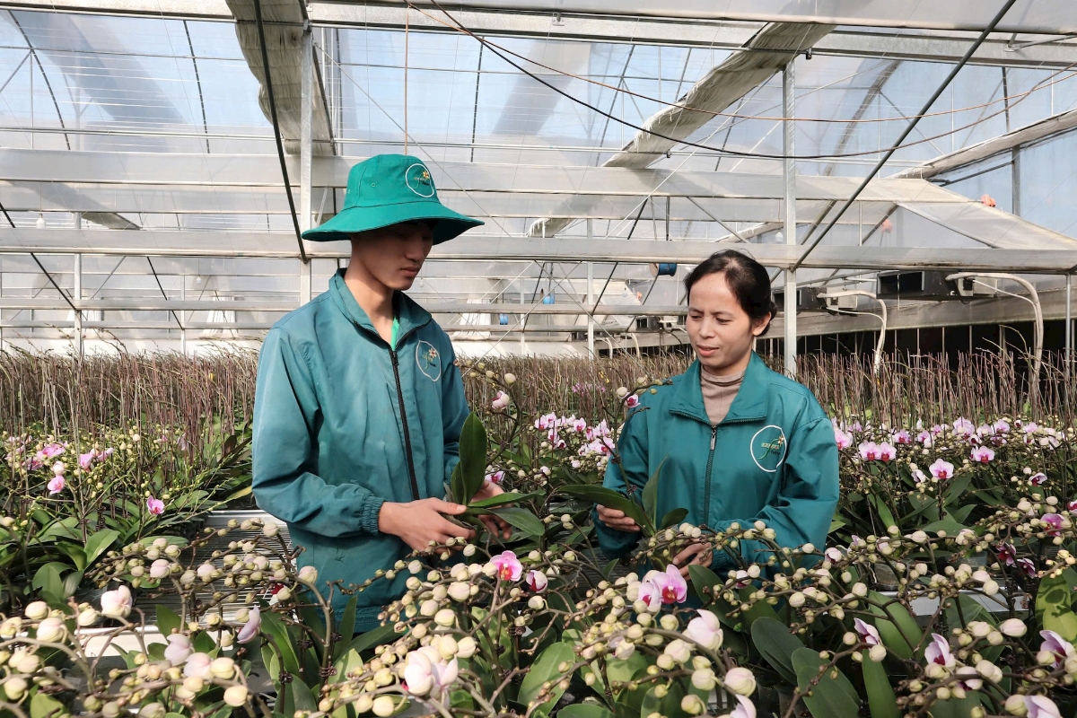 Năng lực của đội ngũ quản trị, cán bộ chuyên môn, thành viên và người lao động phải được nâng lên để tương ứng với yêu cầu phát triển mới của HTX.