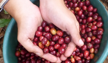 Giá cà phê nội địa giảm 500 đồng/kg, áp lực nguồn cung từ Brazil gia tăng