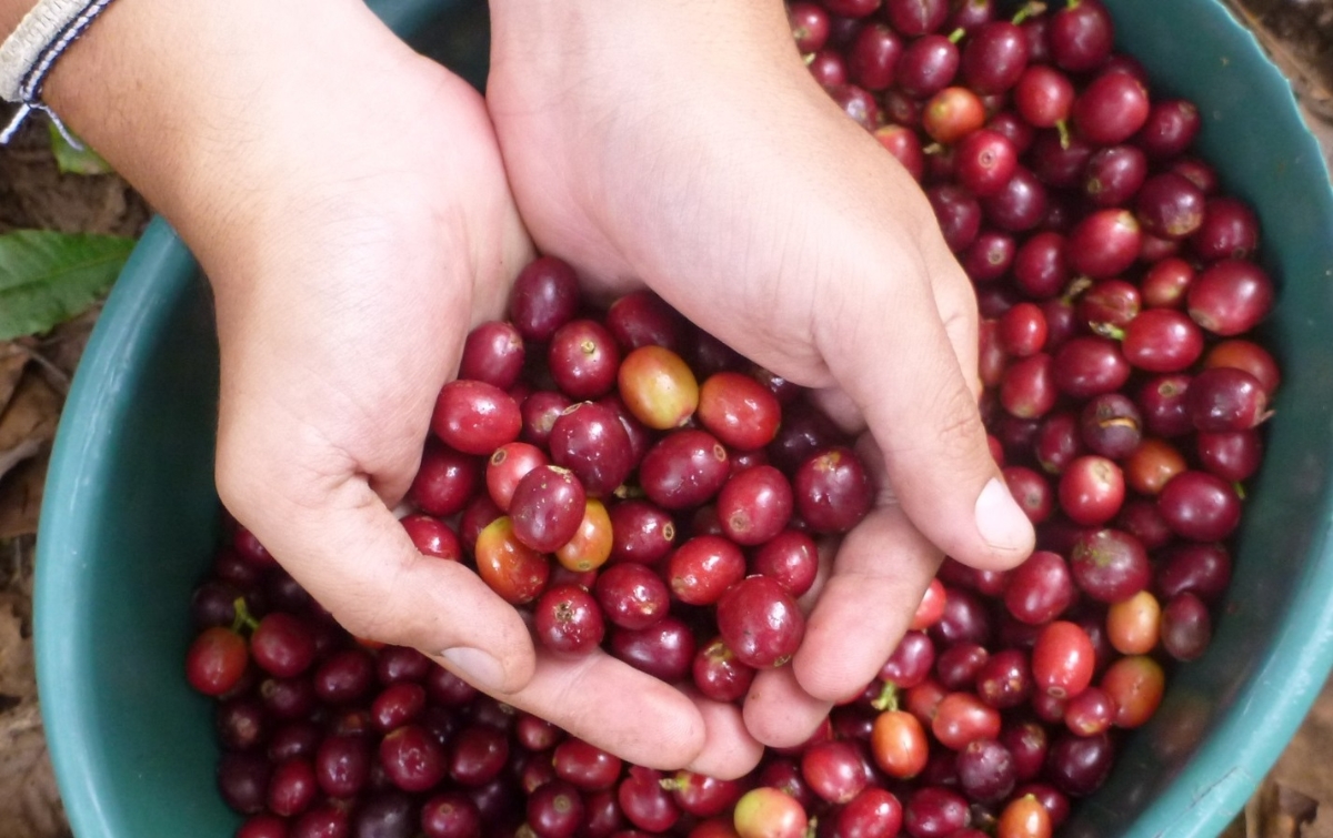 Giá cà phê giảm 500 đồng/kg tại Tây Nguyên.
