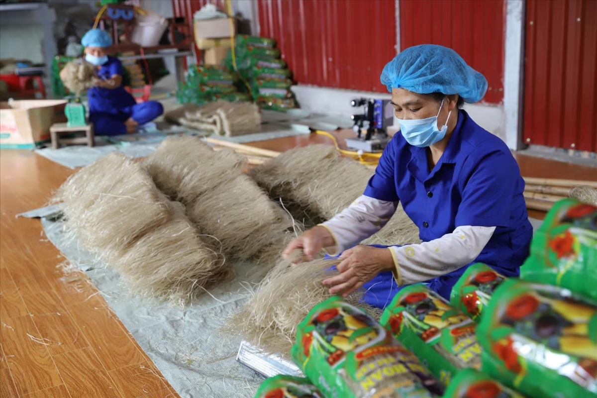 Sản phẩm miến dong của HTX Miến dong Tài Hoan, Thái Nguyên.