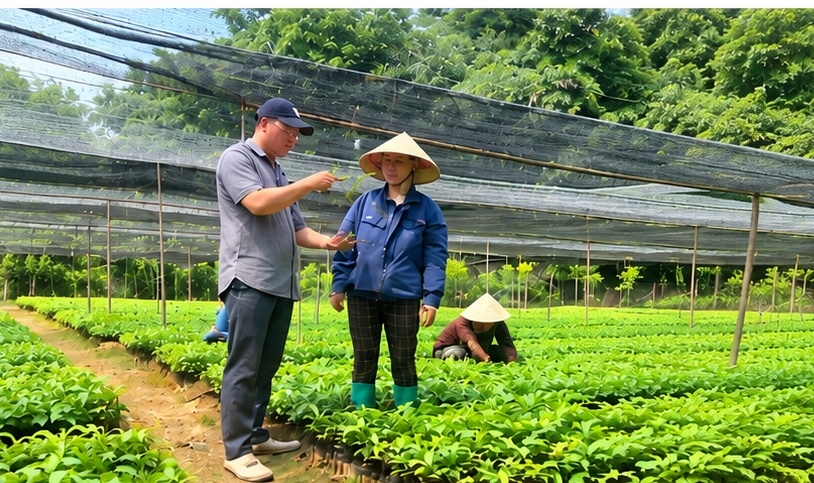 Vườn ươm cây giống của anh Phạm Văn Quyết, thôn Củm Hạ 1, xã Cốc San (Lào Cai)
