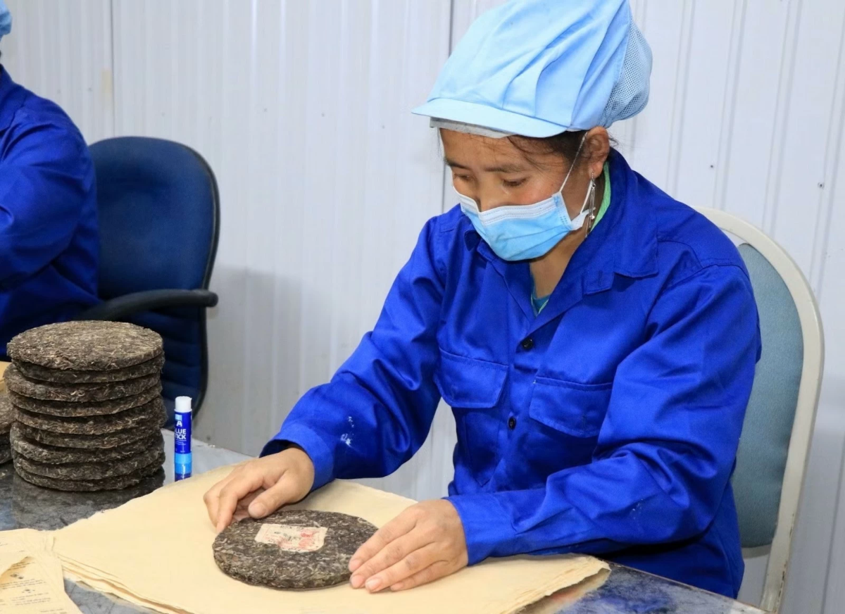 Sản phẩm bánh trà được làm từ búp chè Shan tuyết cổ thụ Tà Xùa tại Công ty chè và đặc sản Tây Bắc.