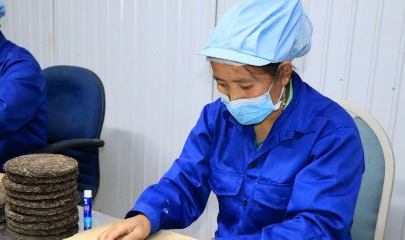 Sản phẩm bánh trà được làm từ búp chè Shan tuyết cổ thụ Tà Xùa tại Công ty chè và đặc sản Tây Bắc.