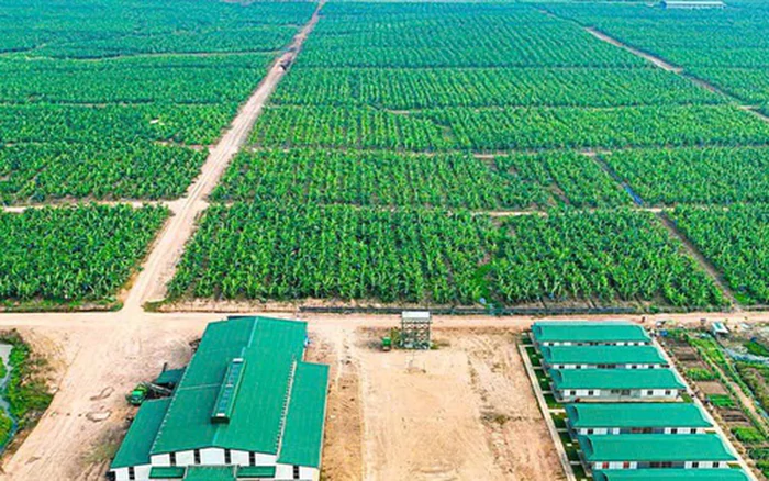 HAGL Agrico lỗ thêm 152 tỷ đồng sau soát xét.