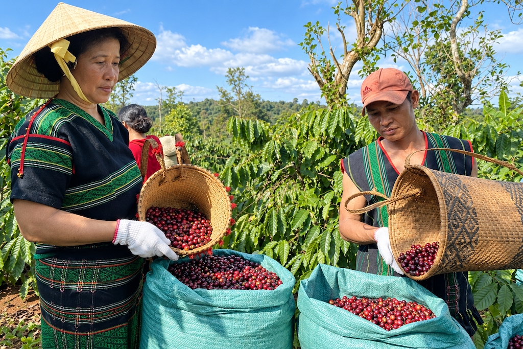 Bà con dân tộc thiểu số ở vùng đất Đức Lập thay đổi nếp nghĩ, cách làm trong sản xuất cà phê nhờ tham gia HTX và được hướng dẫn theo quy trình, tiêu chuẩn.