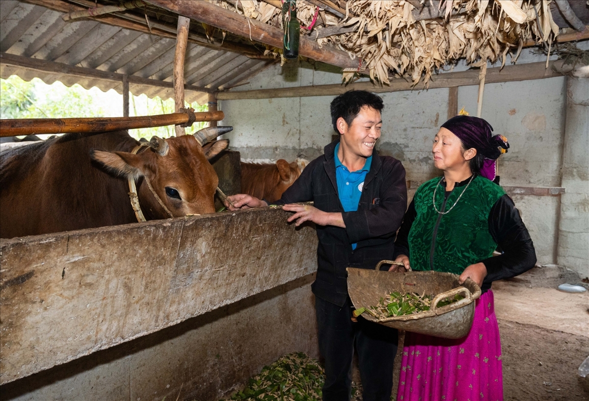 Thông qua HTX, người dân vùng DTTS đã từng bước phát triển sản xuất theo chuỗi.