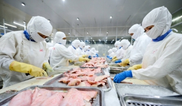 Chịu sức ép kép, xuất khẩu cá tra sang Hoa Kỳ giảm trên 50%