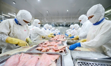 8 tháng đầu năm 2026 xuất khẩu cá tra sang Hoa Kỳ giảm gần 14% so với cùng kỳ. Riêng tháng 8, kim ngạch xuất khẩu giảm trên 50%.