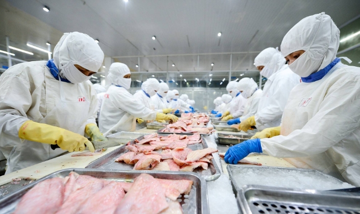 8 tháng đầu năm 2026 xuất khẩu cá tra sang Hoa Kỳ giảm gần 14% so với cùng kỳ. Riêng tháng 8, kim ngạch xuất khẩu giảm trên 50%.