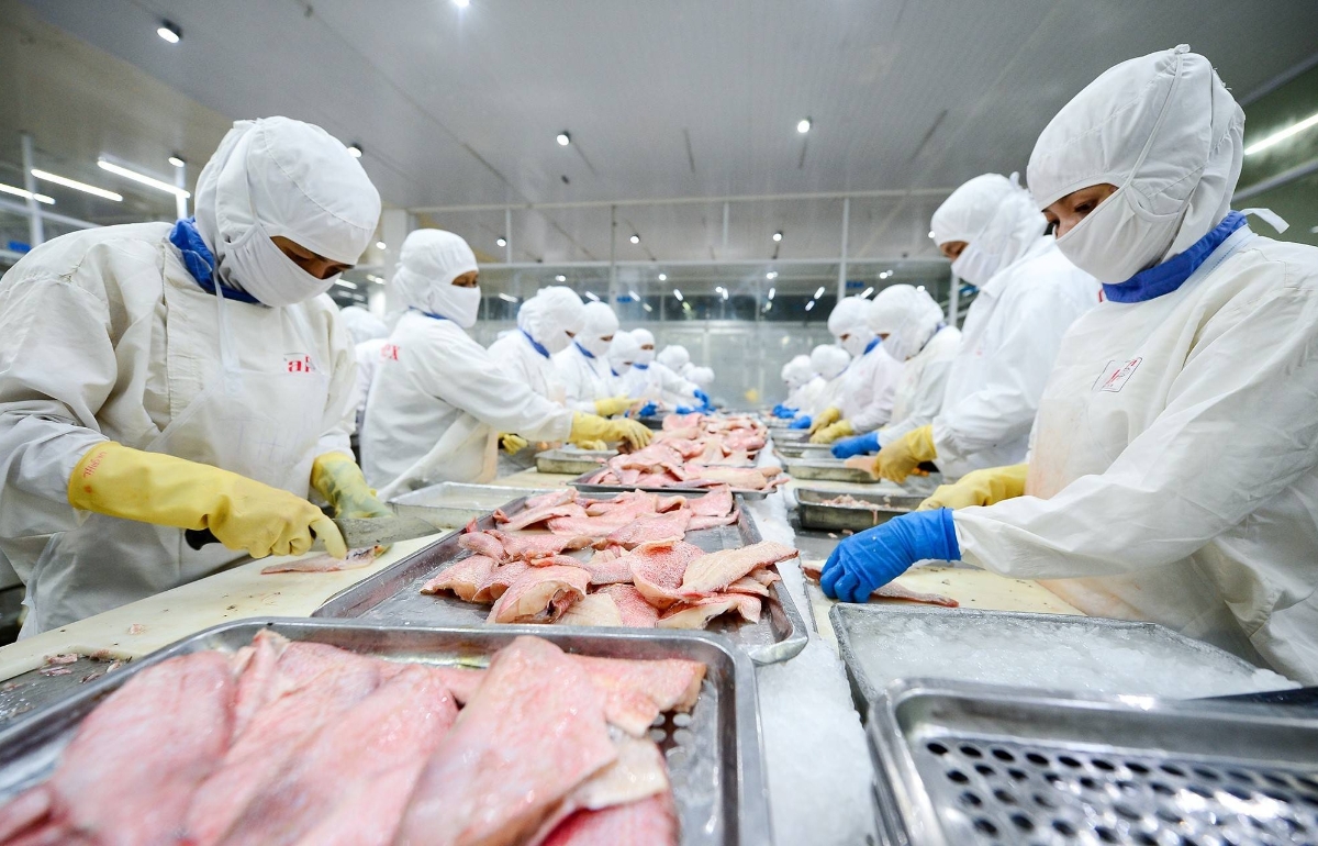 Theo thống kê của VASEP, 8 tháng đầu năm 2026 xuất khẩu cá tra sang Hoa Kỳ giảm gần 14% so với cùng kỳ. Riêng tháng 8, kim ngạch xuất khẩu giảm trên 50%.