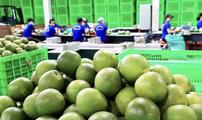 mặt hàng bưởi tươi của Việt Nam bị phía Úc tạm dừng nhập khẩu trong vòng 6 tháng kể từ ngày 15/9.