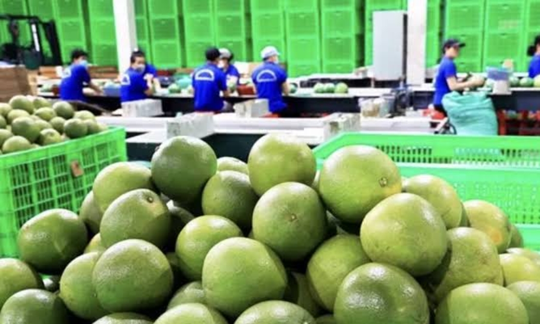 mặt hàng bưởi tươi của Việt Nam bị phía Úc tạm dừng nhập khẩu trong vòng 6 tháng kể từ ngày 15/9.