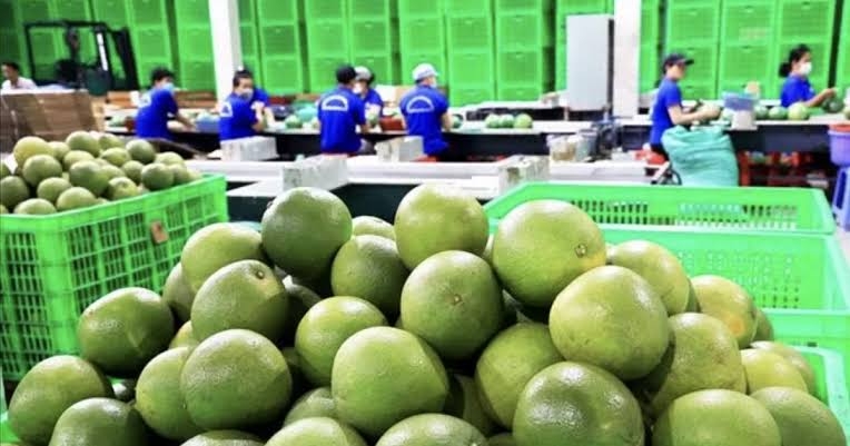 Mặt hàng bưởi tươi của Việt Nam bị phía Úc tạm dừng nhập khẩu trong vòng 6 tháng kể từ ngày 15/9.