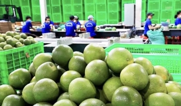 Úc tạm dừng nhập khẩu bưởi Việt Nam, khẩn trương khắc phục để nối lại xuất khẩu