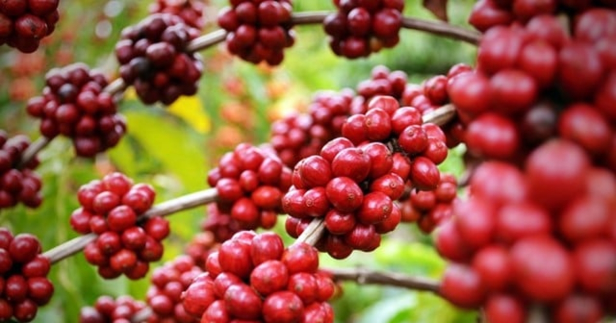 Giá cà phê nội địa giảm 300 đồng/kg do áp lực nguồn cung