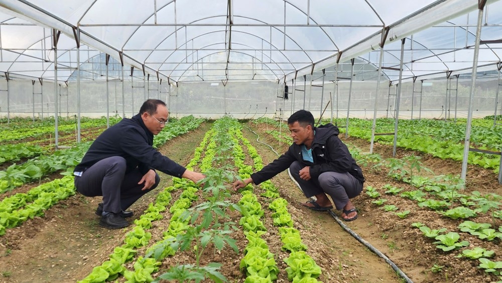 Người dân làng Kon Vơng Kia, xã Măng Đen mạnh dạn thành lập 3 THT phát triển mô hình trồng rau, củ xứ lạnh.