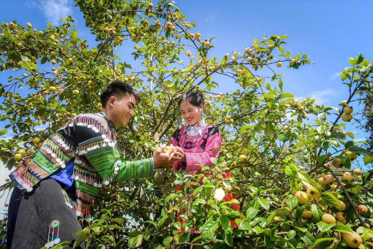 Mỗi năm, Nậm Nghẹp có sản lượng khoảng 1.000-3.000 tấn quả sơn tra.