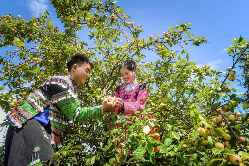 Từ hộ đơn lẻ đến chuỗi giá trị, HTX mở đường cho sản vật vùng cao